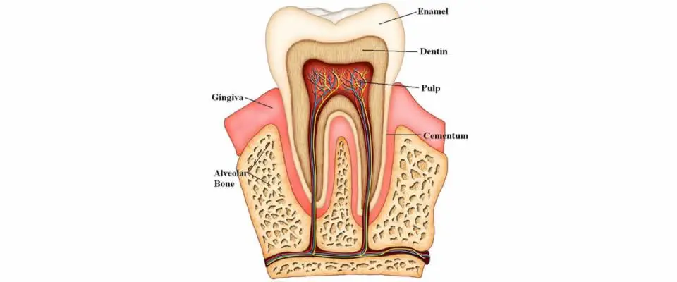 Endodontics, Inside the Tooth