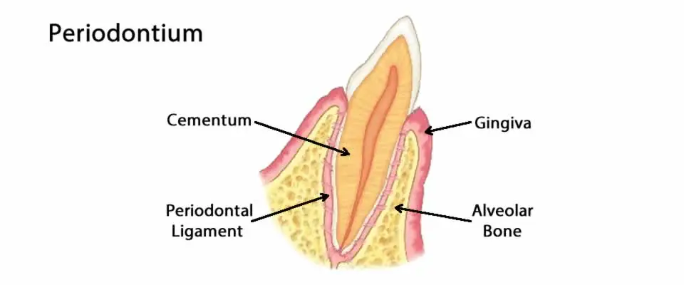Periodontium